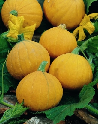 Picture of Winter Squash Gold Nugget